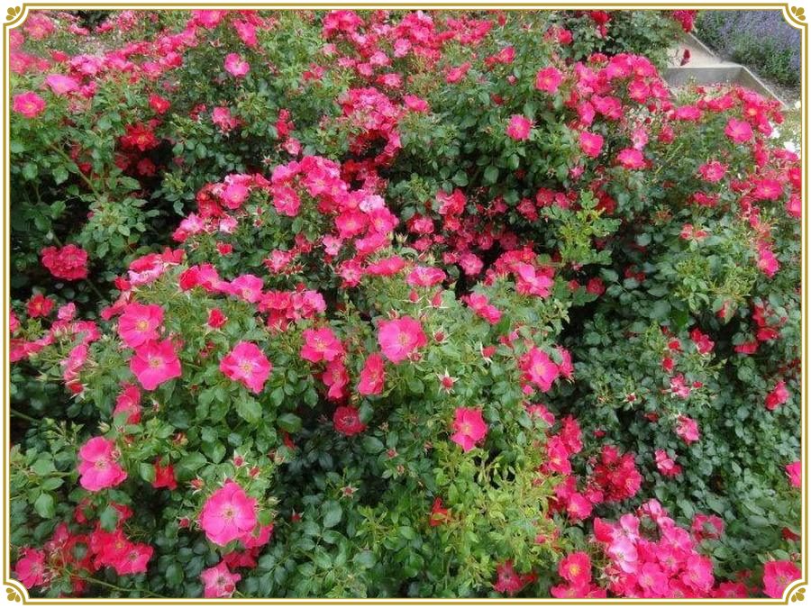 Stad Rom róża okrywowa